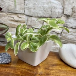 Succulent In White Pot 3"x3"x2.75"H.