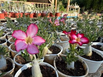 Desert Rose Plants