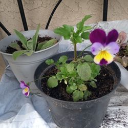 planta de pensamiento 