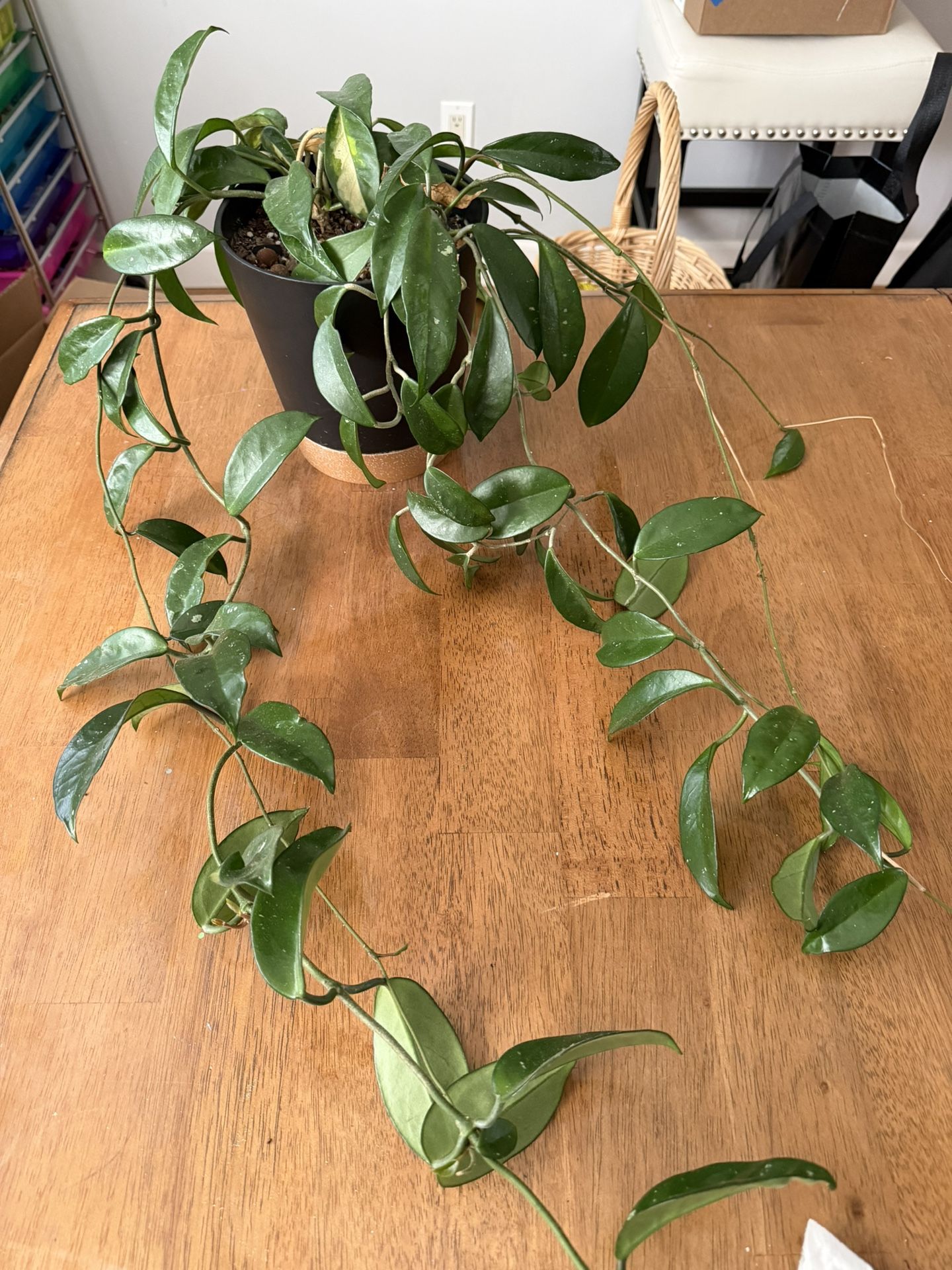 Hoya Plant With Self Watering Pot