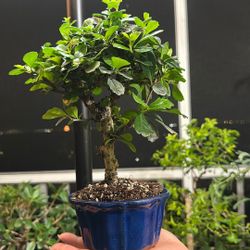 Bonsai Fukien Tea 
