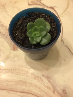 Cute Succulent