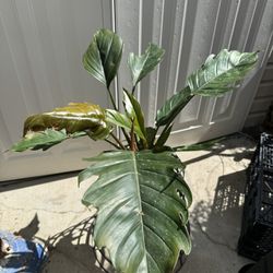 PHILODENDRON CHOCO EMPRESS
