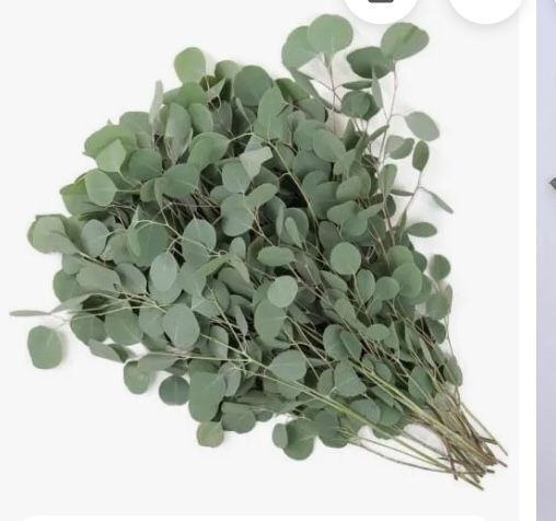 Fresh Eucalyptus ( Every Day ) 