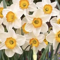 Daffodils