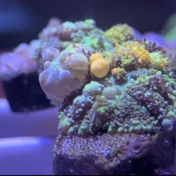 Coral Aquarium 