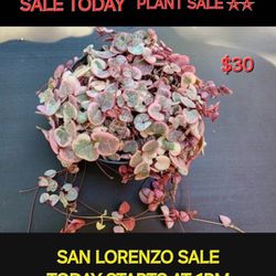 MOTHERS DAY GIFTS AND PLANT SALE THIS WEEK IN SAN LORENZO