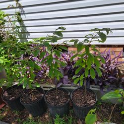Dunstan Chestnut – Fast-Growing and Blight-Resistant