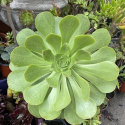 Geeen Aeonium Succulent Plant