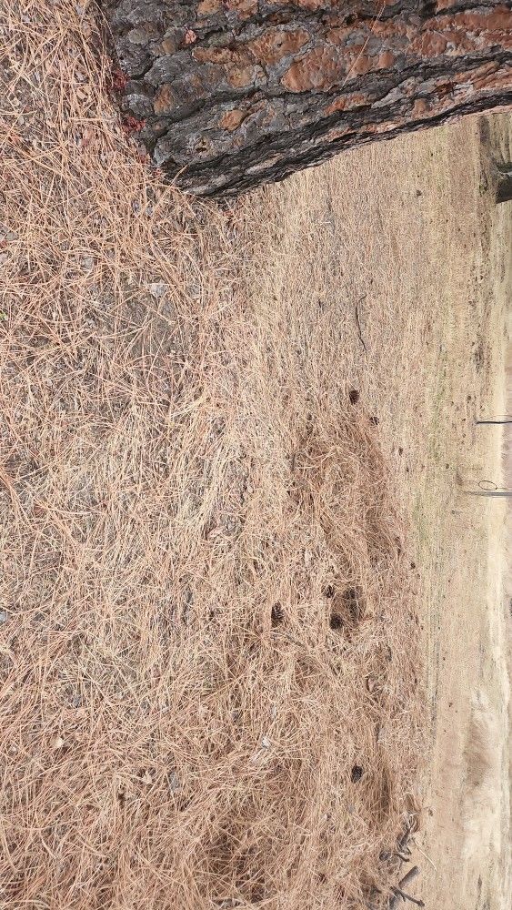 Yard Full Of Debris?
