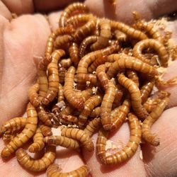 Reptile Food Mealworms