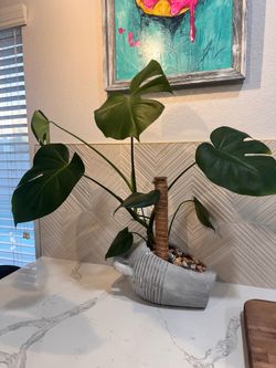 Monstera Deliciosa Plant in Concrete Pot
