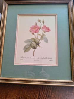 Vintage Pierre Joseph Redoute Centitolia Anemonoides Print