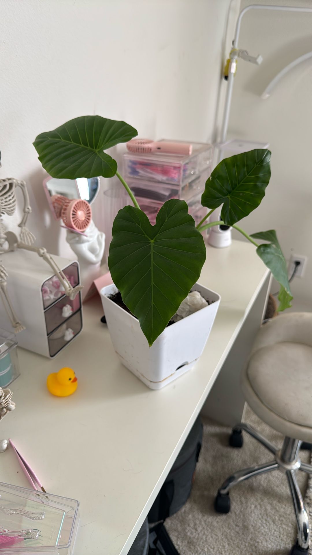 Alocasia Plant “Elephant Ear” Plant