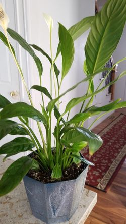 White Premium Sympathy Peace Lily - Indoor Plants