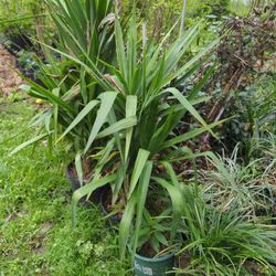 Plant YuCCA (ORNAMENT YuCCA