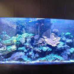 Reef Aquarium