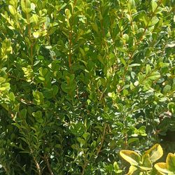 Bush plants.