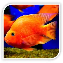 Aquarium 