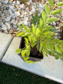 Curry leaf plant