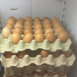 Chicken Eggs 