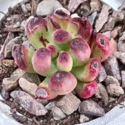 Succulent PLOVER EGGS Plants