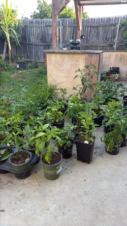 Peppers and tomatoes plant