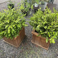 Boxwood 