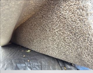 ✨️  Prancer - Woodland - Beige 12 ft.  SD Polyester Texture‼️ Full Roll Carpet