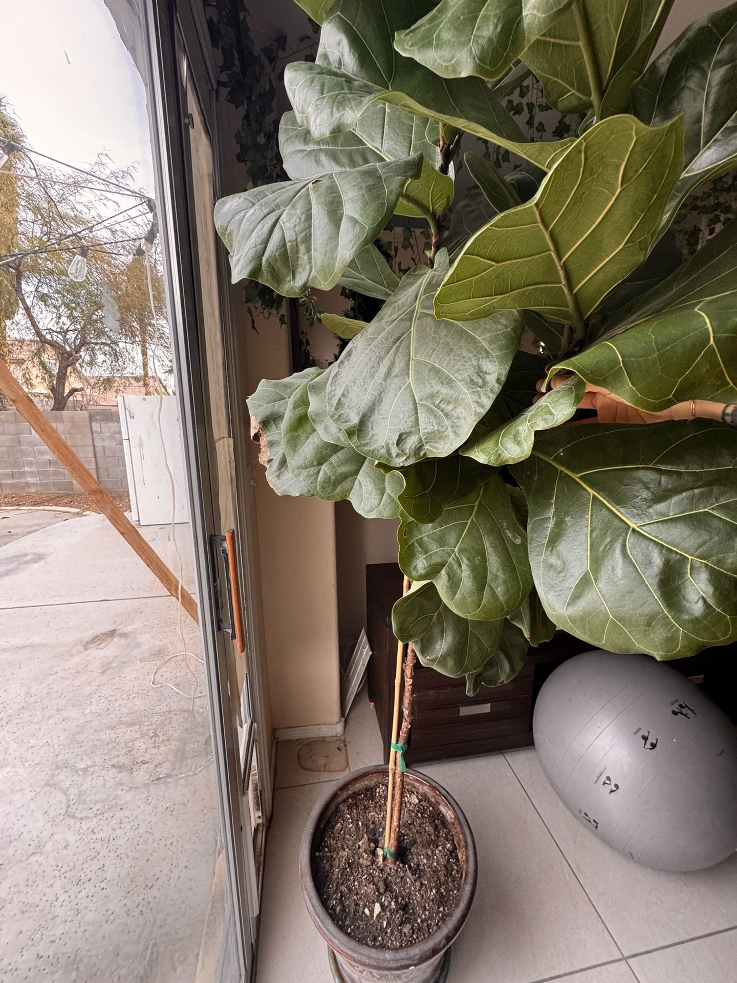 7 Foot Tall Fiddle Leaf Fig Tree