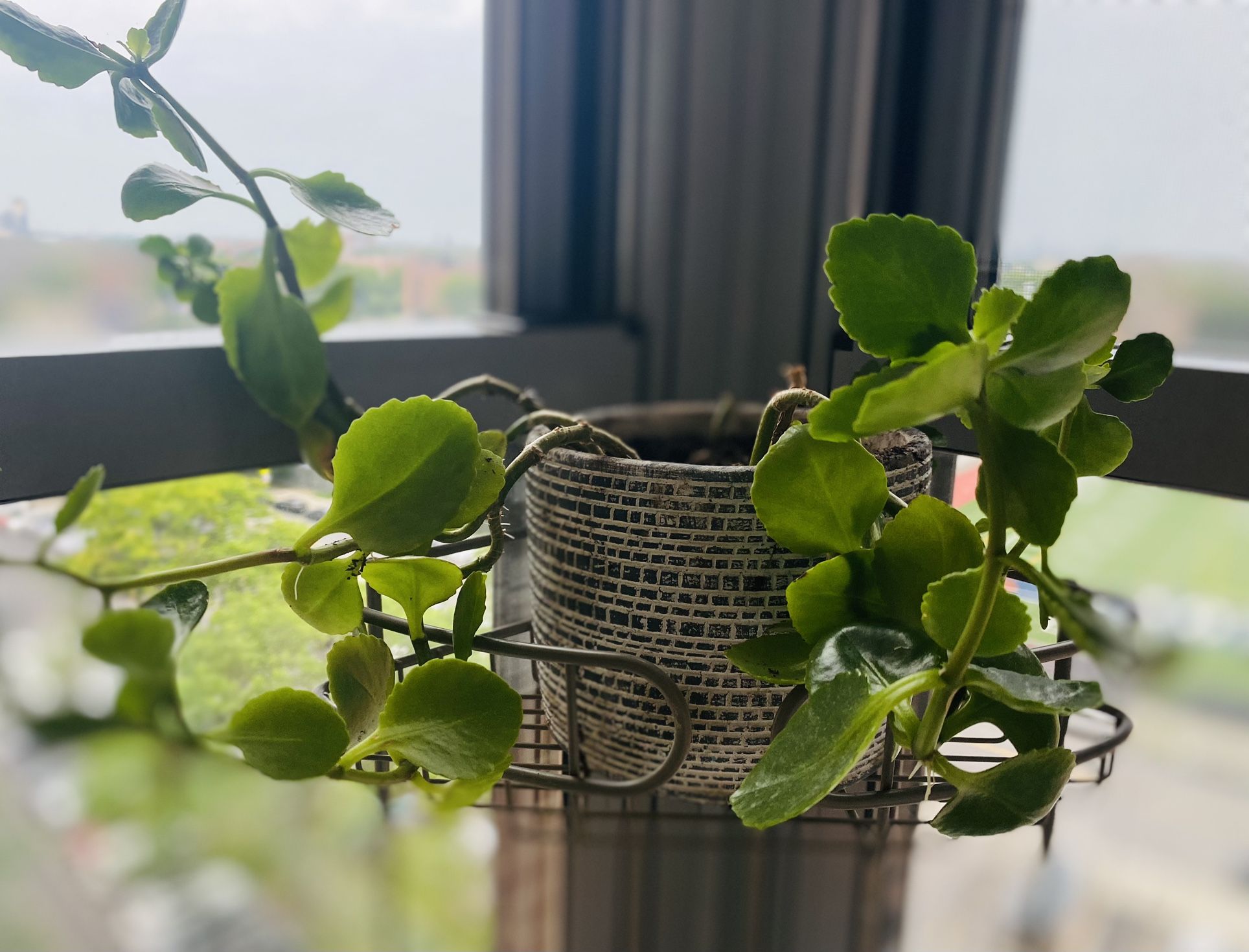 Kalanchoe In Ceramic Pot. Help To Deliver