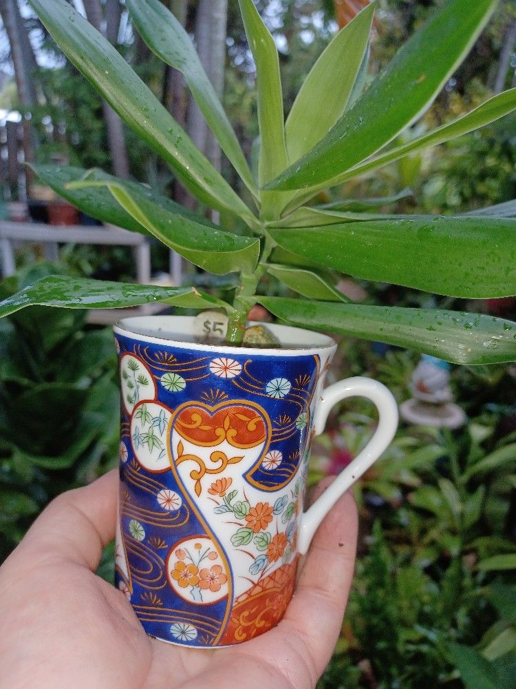 Lucky Bamboo In Ceramic Mug Indoor Plant