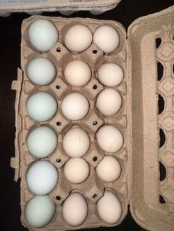 Fertile hatching eggs silkies and Ameraucanas