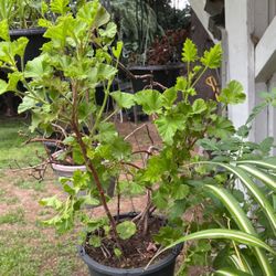Geraniums In A Pot Hanging Or On Stand Or Wall Inside Or Outside 