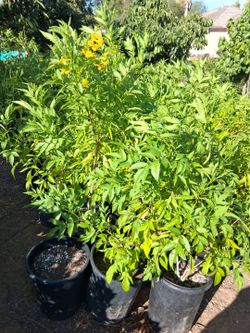 Tacoma/ Yellow Elder Tree 