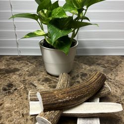 Elk Antler Dog Chews 