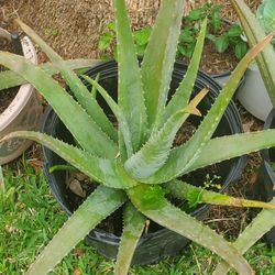 Aloe  Vera  5 GAL   $20  