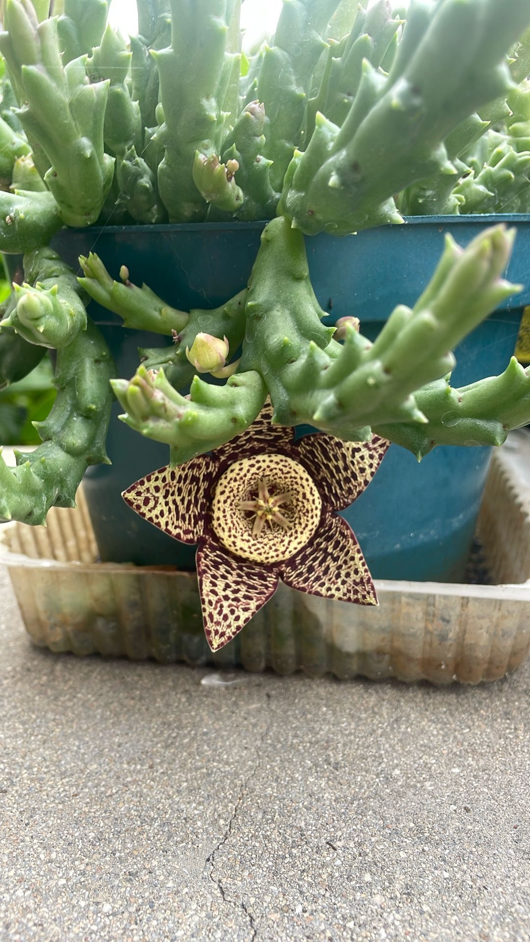starfish Shaped Flower Succulent plant