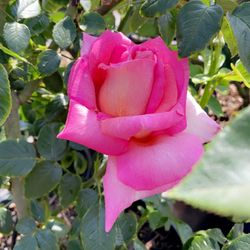 Roses