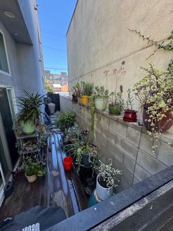 30 potted succulents