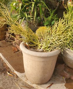 2 cement planter with firestick succulent