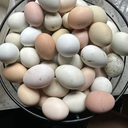Fertilizer And organic Rembow  Eggs 