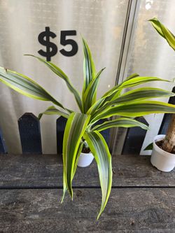 Dracaena