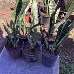 Plant