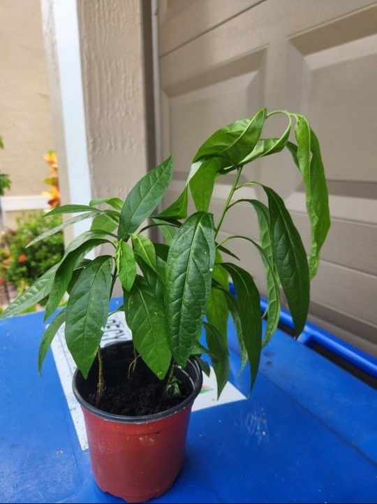 Guinea Hen weed plant also known as anamu