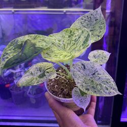 Alocasia Dragon Scale mint