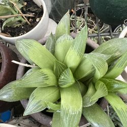 Hawothia, Zebra, Variegated Maguey& Other Varieties ( Check On The Picture)