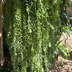 Hanging succulent plant