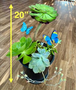 Large 2-Gallon Succulent Arrangement in Bloom! 🪴 (With Butterfly Stakes)