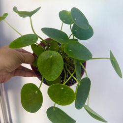 Plants (6”pot🌿Chinese money plant $15)